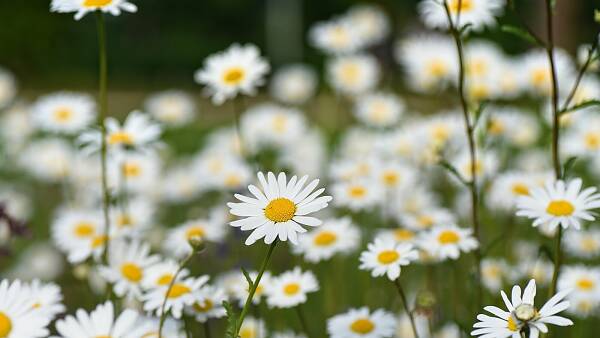 Themenbild: Ein toller Frühlingsblüher: die Gänseblümchen Themenbild: Ein toller Frühlingsblüher: die Gänseblümchen
