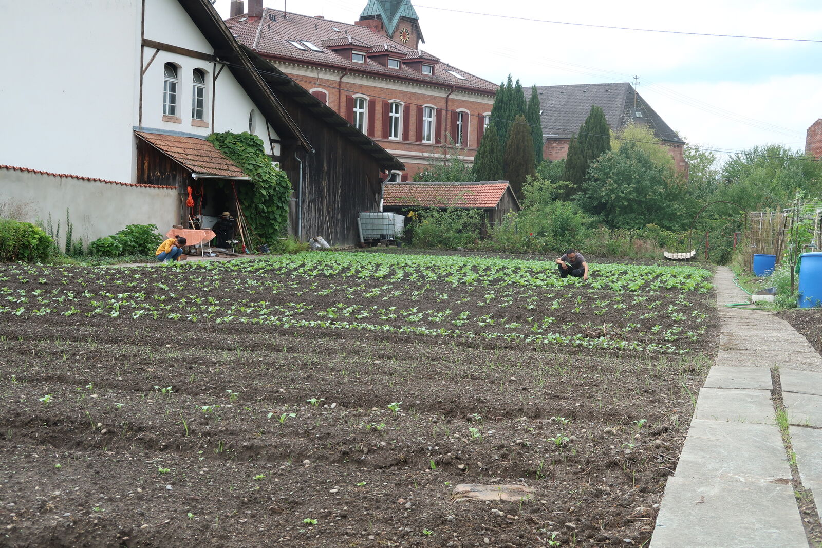 Gärtnern im Klostergarten 10