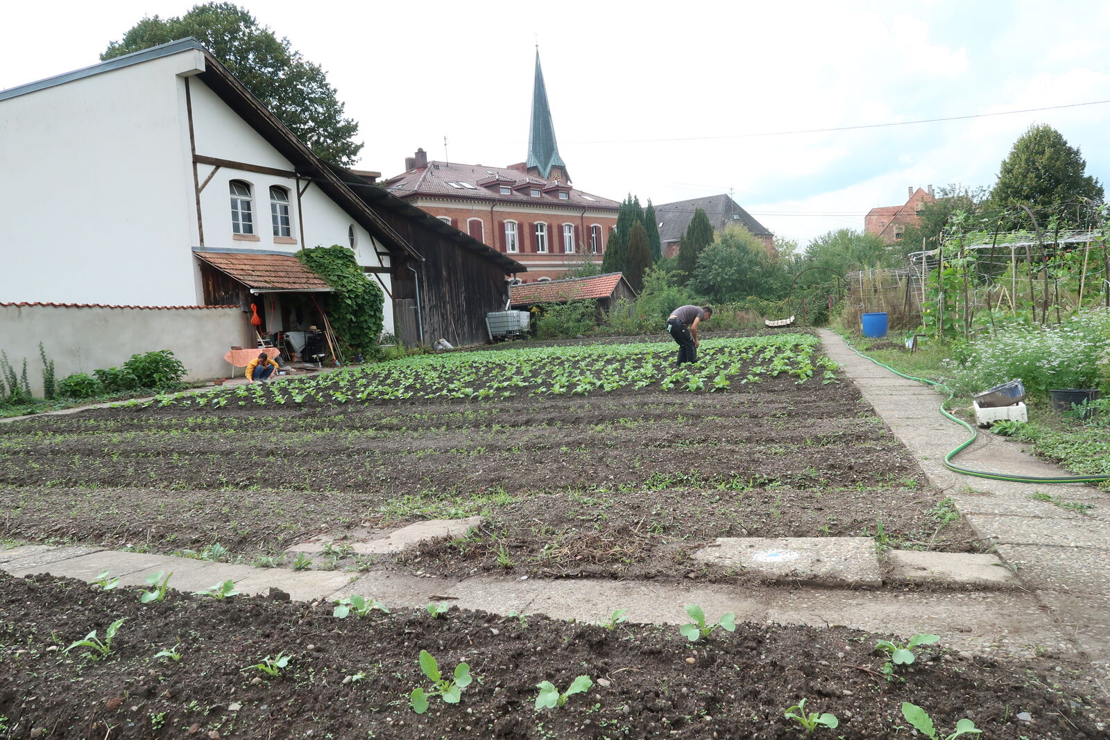 Gärtnern im Klostergarten 11