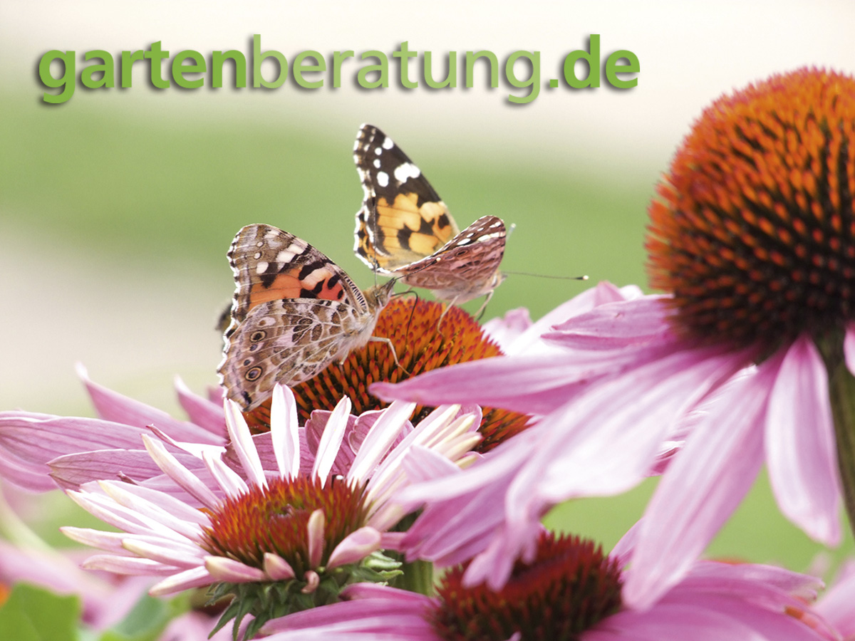 Gartenberatung