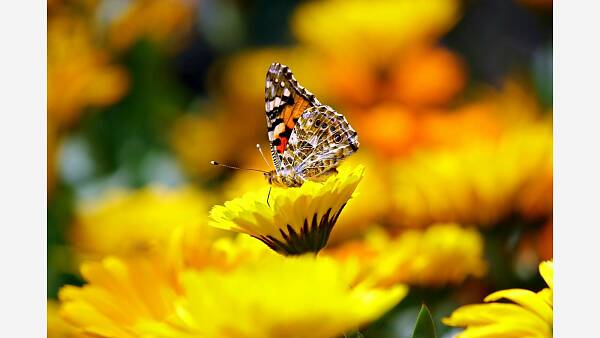 Themenbild: Gartenberater