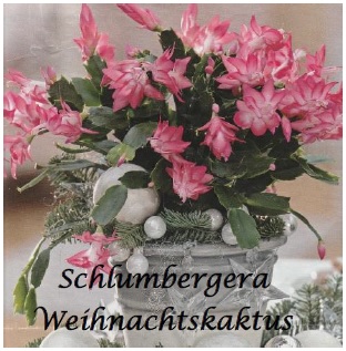 Schlumbergera - Weihnachtskaktus