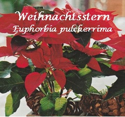 Weihnachtsstern