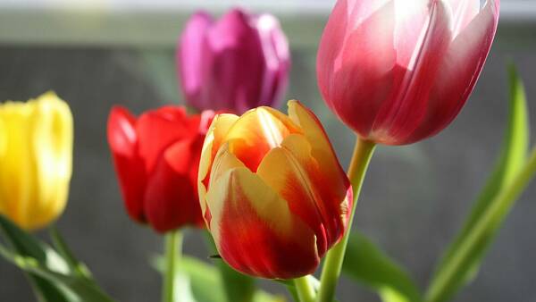 Themenbild: Tulpen