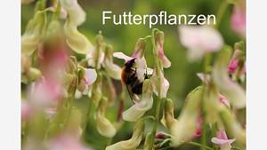 Futterpflanzen