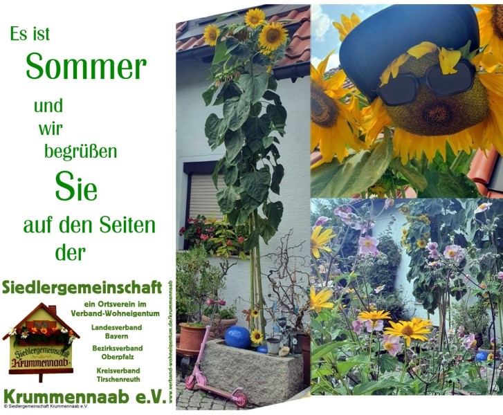 Sonnenblumen