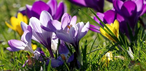 Farbenfroher Vorfrühling - am 27. Februar 2019