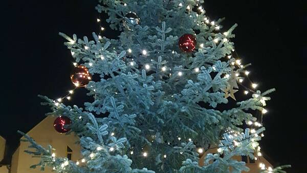 Themenbild: Baum Themenbild: Baum