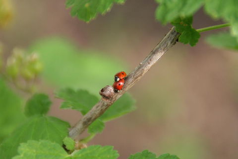 fleißige Helfer im Garten