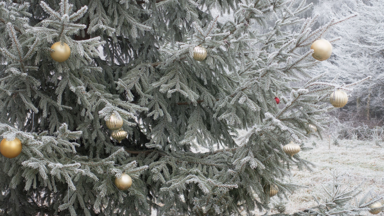 Weihnachtsfeier 2018