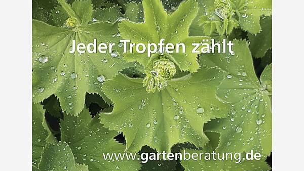 Themenbild: Wassertropfen