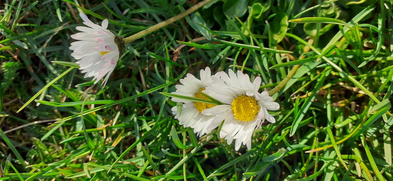Gänseblümchen