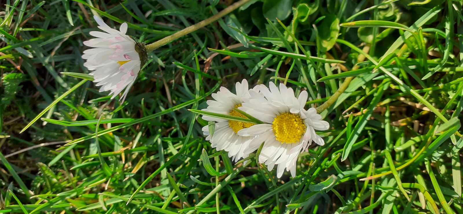 Gänseblümchen