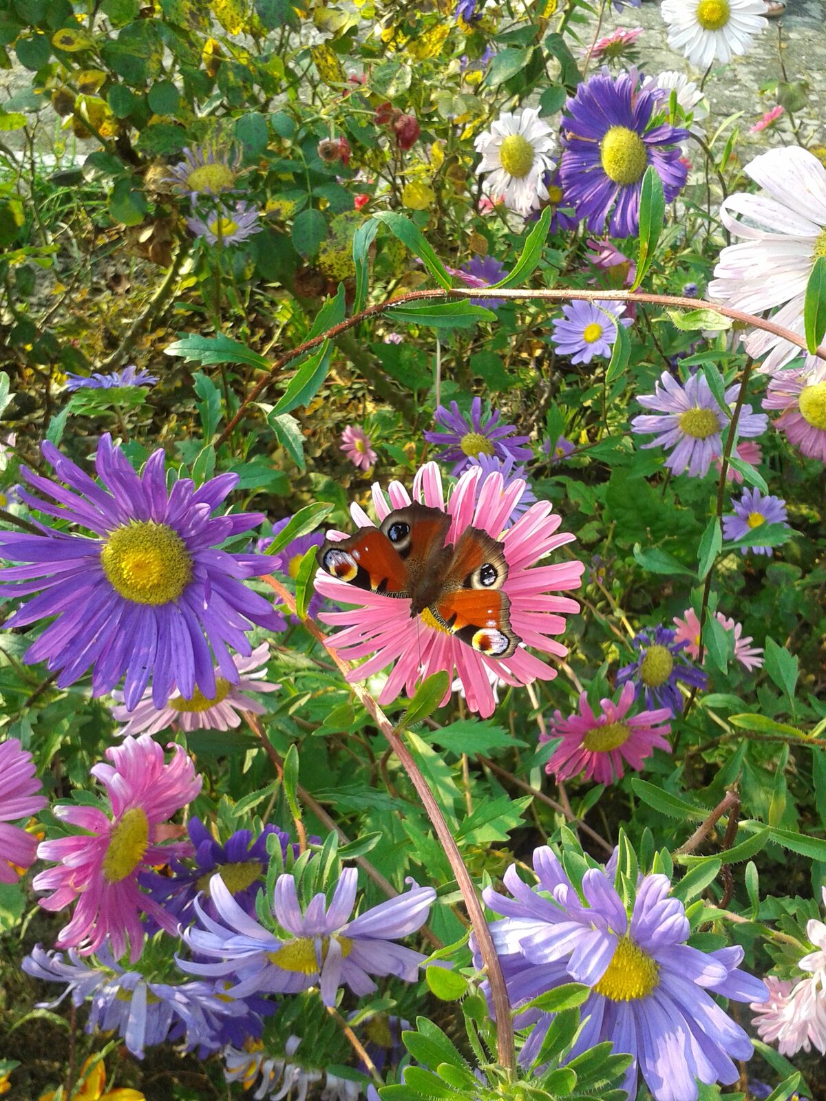 Schmetterling