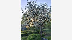 Apfelbaum