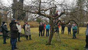 Der Baum