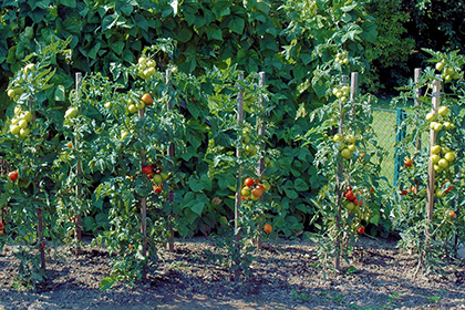 Stabtomaten