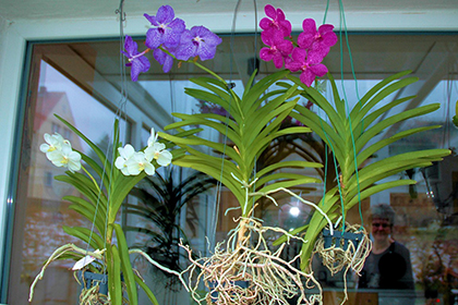 Vanda Orchideen