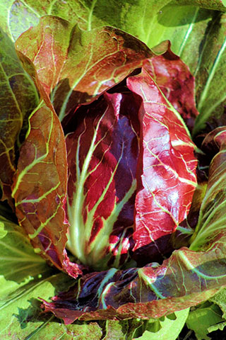 Radicchio