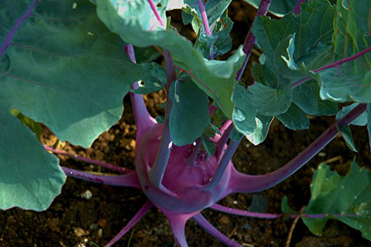 Kohlrabi zur Ernte im Spätherbst (z.B. ´Blauer Speck´