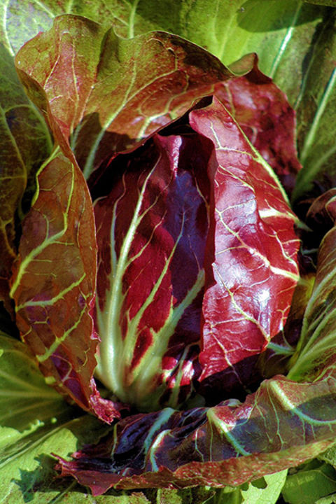 ´Radicchio´