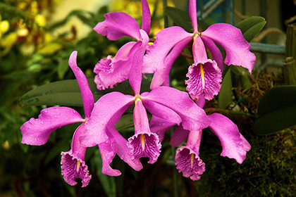 Cattleya-Hybriden