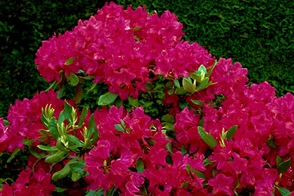 Rhododendron