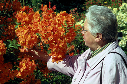 Rhododendron