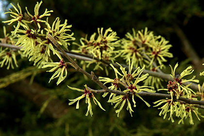 Hamamelis