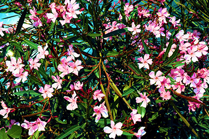 Oleander