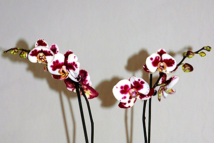 Phalaenopsis-Hybriden