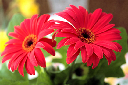 Gerbera-Hybriden