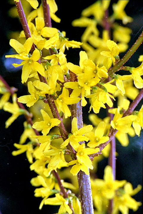 Forsythia