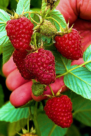 Himbeeren