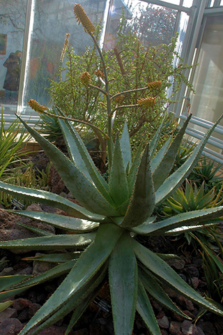 Agave