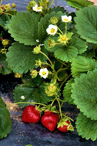 Erdbeeren