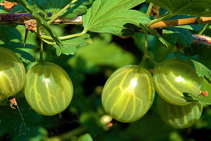 Stachelbeeren