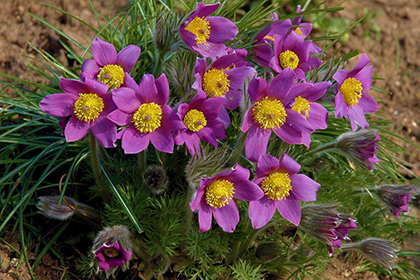 Kuhschelle (Anemone pulsatilla)