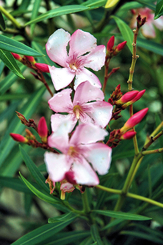 Oleander