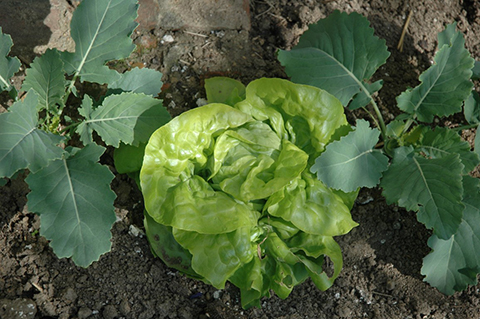 Kohlrabi und Kopfsalat in Mischkultur.