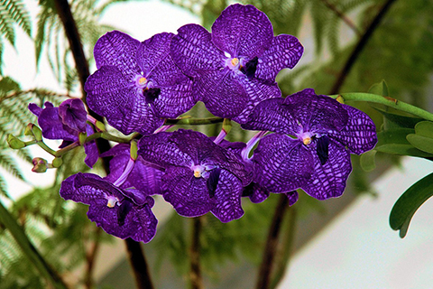 Orchideen Vanda-Hybriden