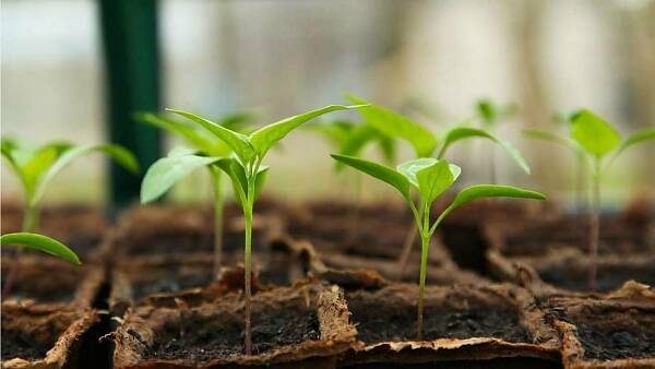 Themenbild: Garten