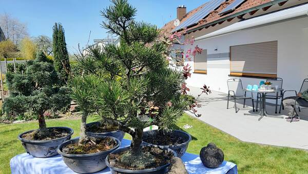 Themenbild: Bonsai