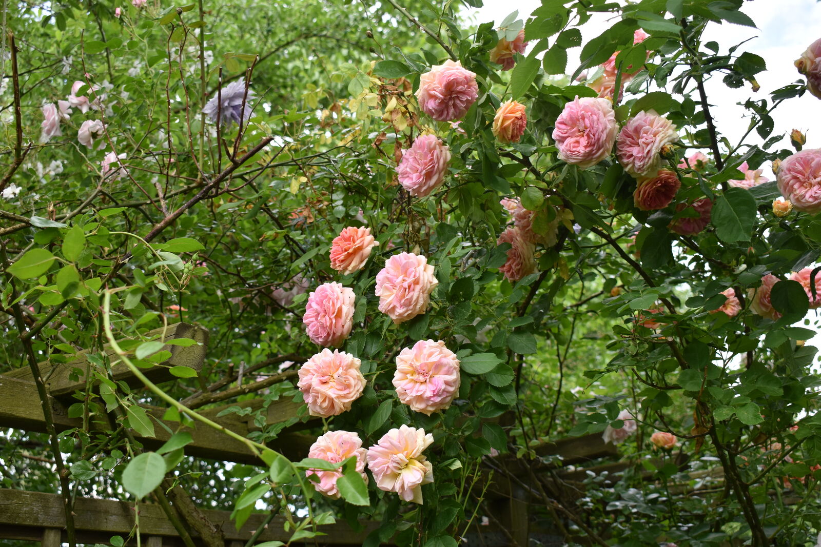 schöne orange-rosa blühende Kletterrose an einer Pergola