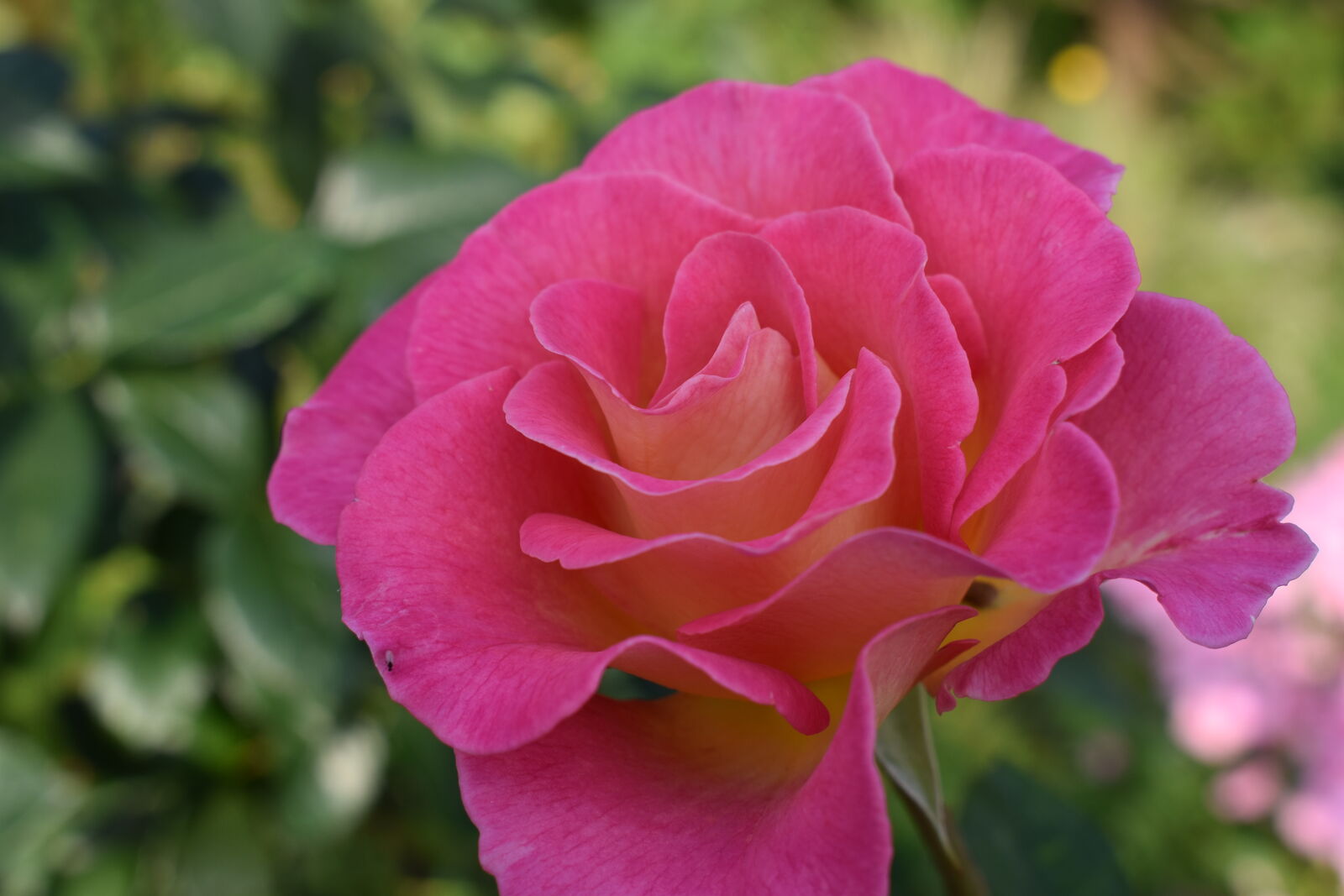 dunkelrosa Rosenblüte