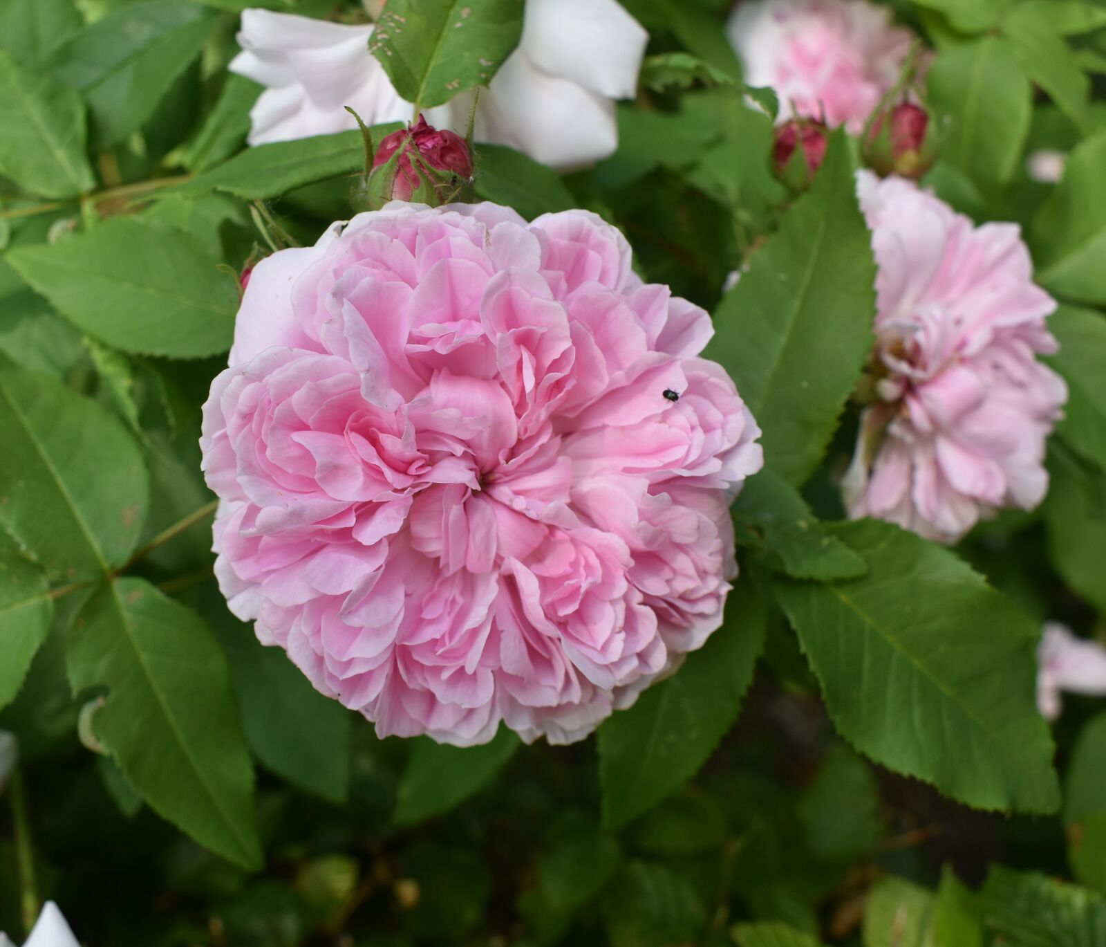 stark gefüllt blühende rosa Rose