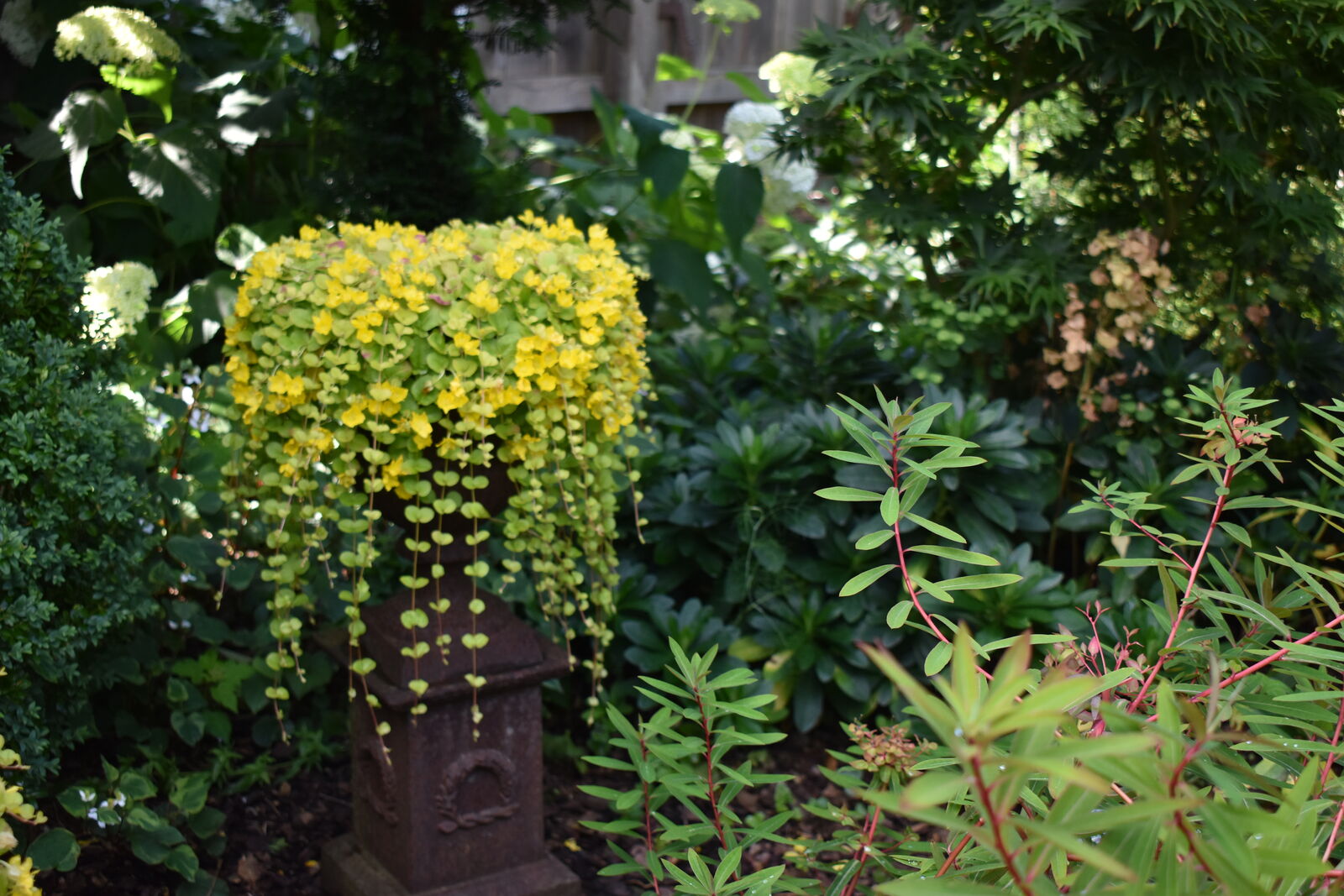 gelb blühende, abwärts wachsende Pflanze im Gefäß