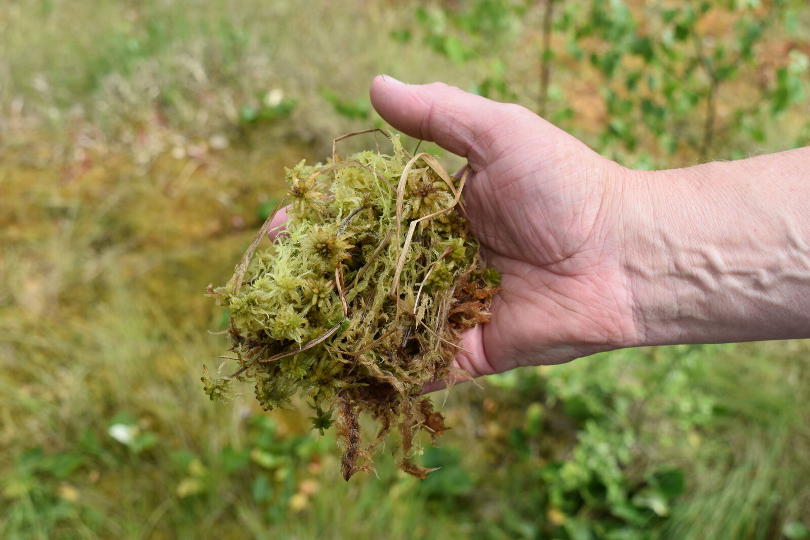 eine Hand voll grünem Moos