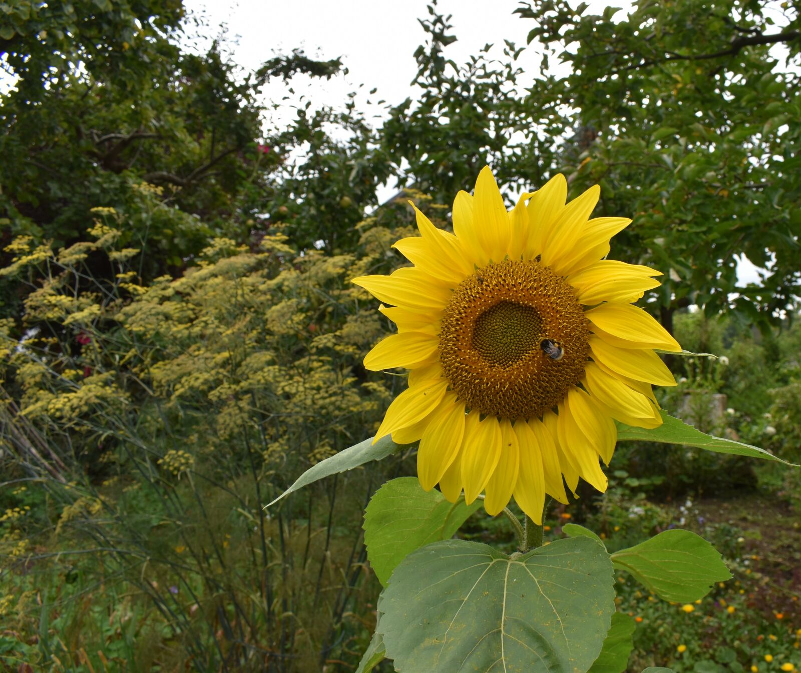 strahlend gelbe Sonnenblumenblüte