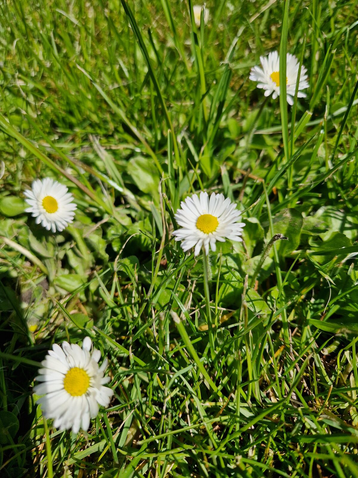 weiße Blumen im Rasen